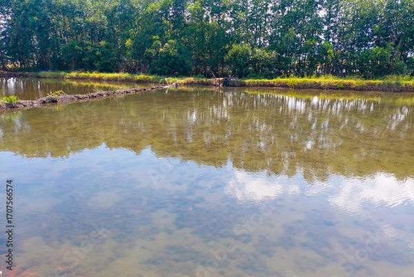 Fototapeta Fish Pond and Trees with a Romantic Atmosphere