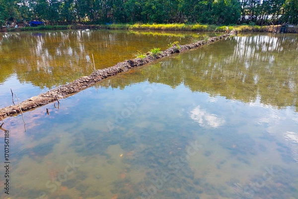 Fototapeta Fish Pond and Trees with a Romantic Atmosphere