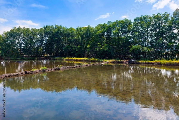 Fototapeta Fish Pond, Neat Trees and Beautiful Sky