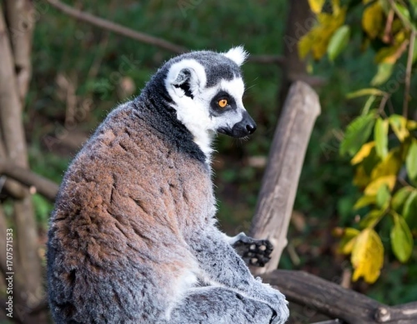 Fototapeta Ring-tailed lemur resting on a branch (1)