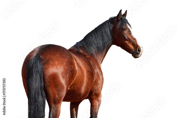 Obraz Portrait of a horse on a white background.