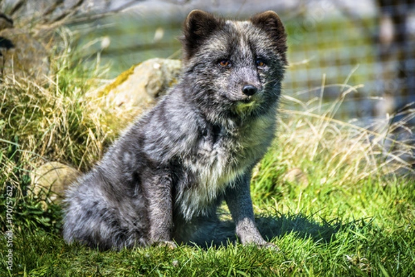 Fototapeta Wolf Cub Sitting on Grass
