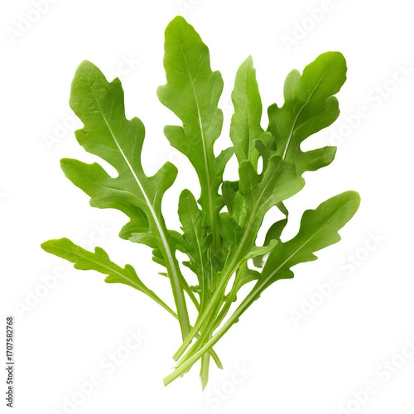 Obraz Fresh arugula leaves bunch (1)