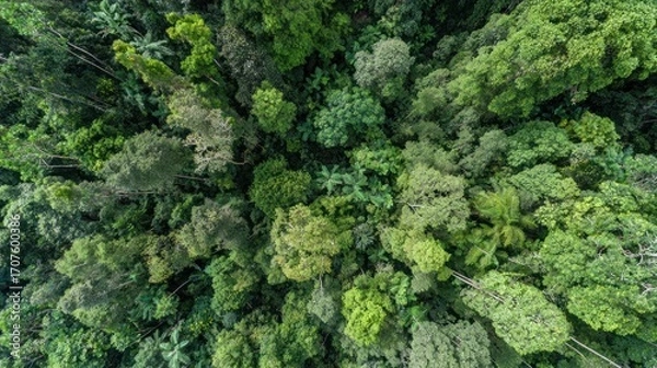 Fototapeta An aerial view of a lush green forest canopy, densely packed with trees and varied foliage, showcasing the rich biodiversity of the natural world