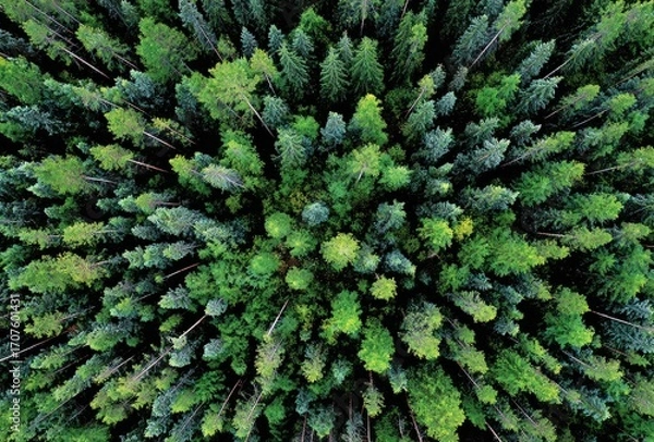 Fototapeta An aerial shot of a dense forest canopy showcases varying shades of green, forming a textured, immersive view of nature's fractal patterns