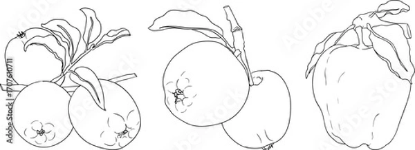Fototapeta Line apples, perfect for educational or botanical designs. High quality illustration, coloring pages.	