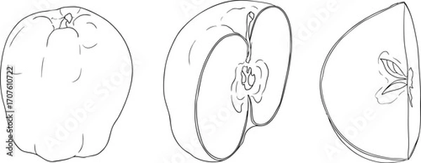 Fototapeta Line apples, perfect for educational or botanical designs. High quality illustration, coloring pages.	