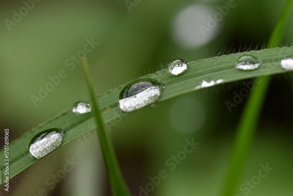 Fototapeta 植物の葉の上に雨露