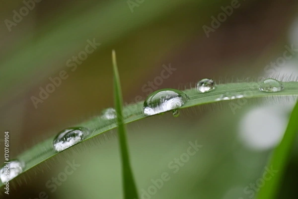 Fototapeta 植物の葉の上に雨露