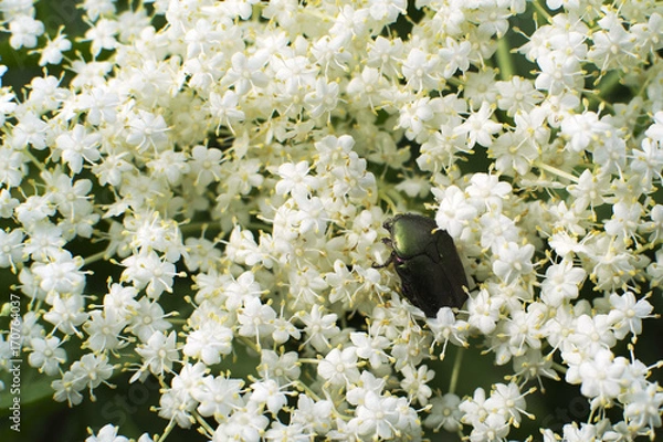 Fototapeta Goldheads on elderberry