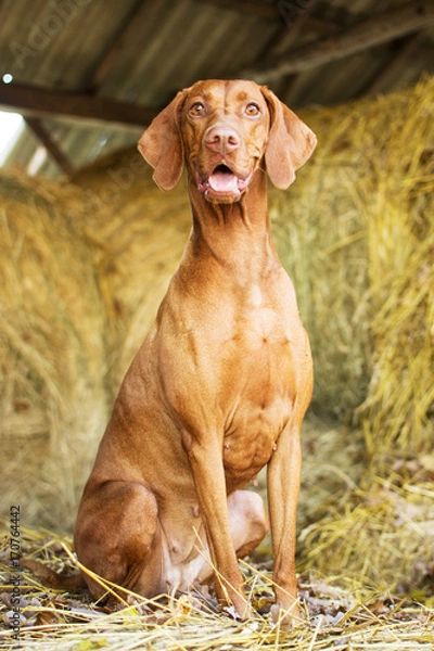 Fototapeta Vizsla