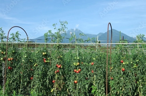 Obraz 妙高市名産のトマト栽培の様子　バックは妙高山