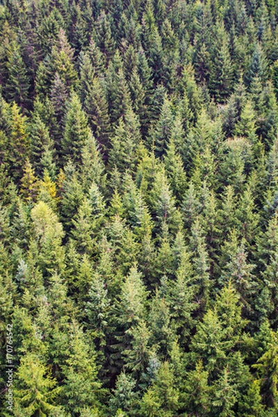 Fototapeta Forest background