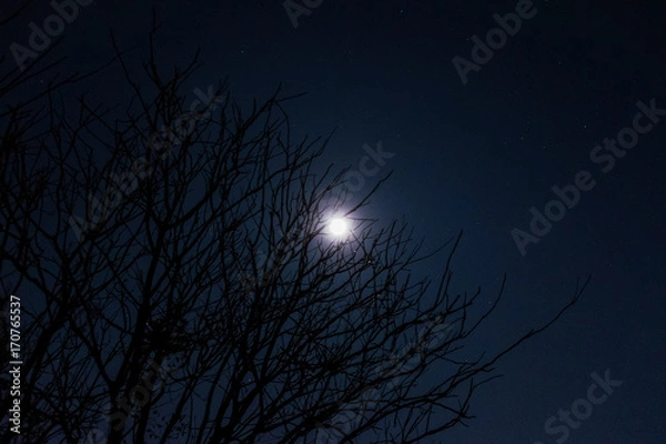 Fototapeta Full Moon Behind a Tree