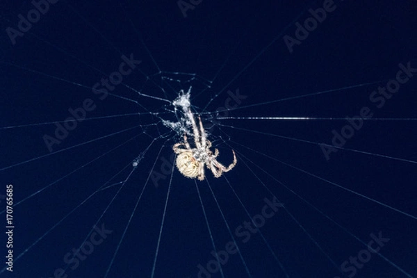 Fototapeta Garden Spider Making its Web