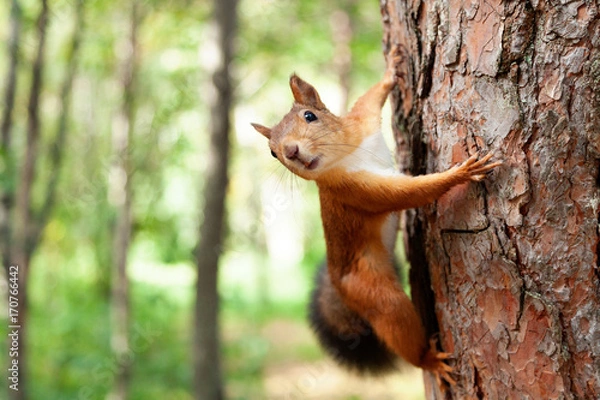 Obraz Red Squirrel in nature