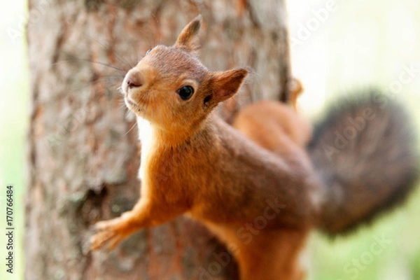 Obraz Red Squirrel in nature
