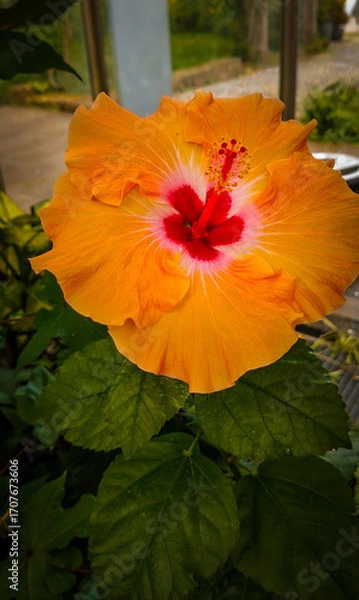 Fototapeta Close-up of an orange Hibiscus. Shot inside a greenhouse in Germany.