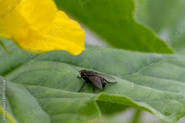 Fototapeta An insect on a plant.