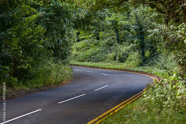 Obraz Road through the forest.