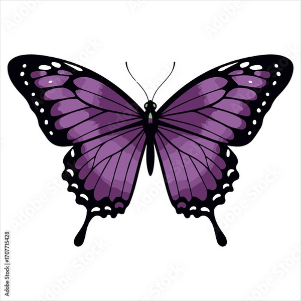 Fototapeta A Striking Purple Butterfly Illustration with Detailed Wing Patterns and Elegant Design on a White Background for Creative Projects