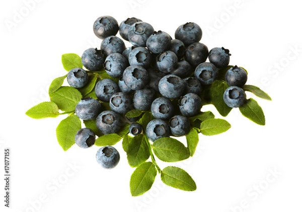 Obraz Heidelbeeren