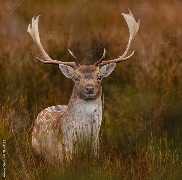 Obraz deer in the woods