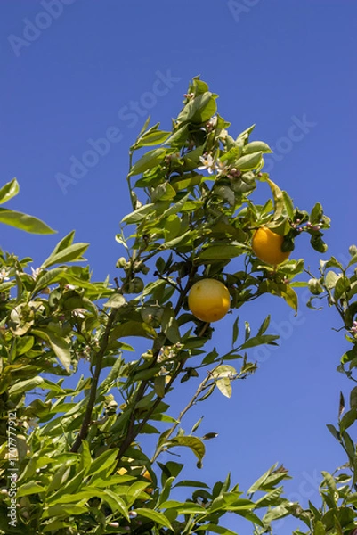 Obraz oranges on a tree, close-up