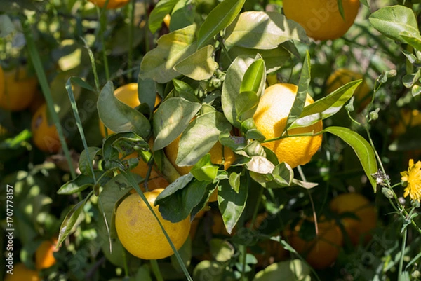 Obraz oranges on a tree, close-up