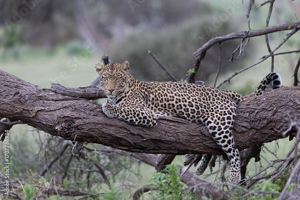 Obraz Potrait of a leopard