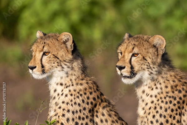 Obraz Cheetah brothers