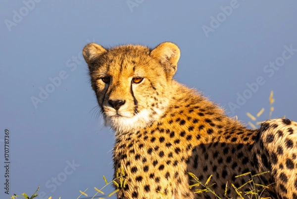 Obraz Cheetah portrait
