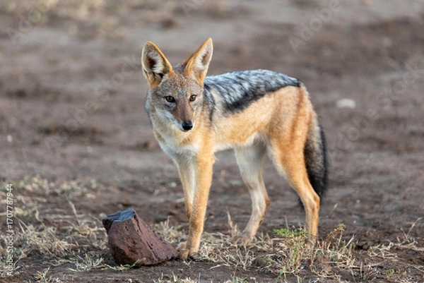Obraz Black-backed jackal
