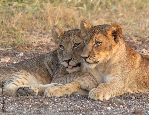 Obraz Lion cub siblings - together