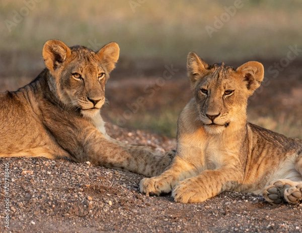 Obraz Lion cub siblings - apart