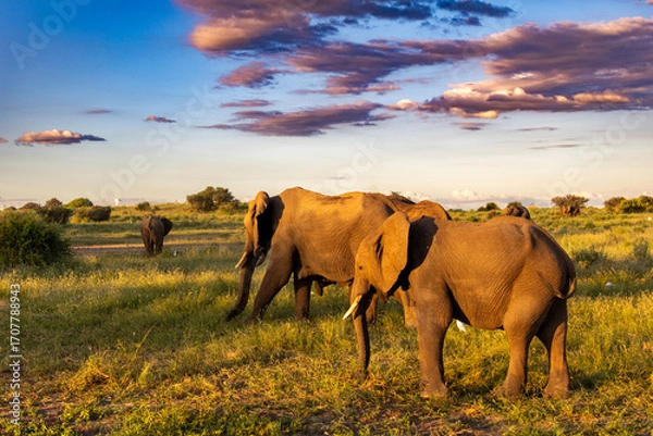 Obraz Elephants heading for the sunset