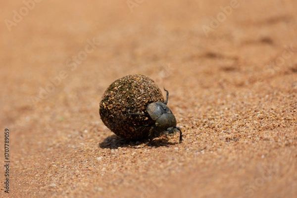 Obraz Dung beetle moving house