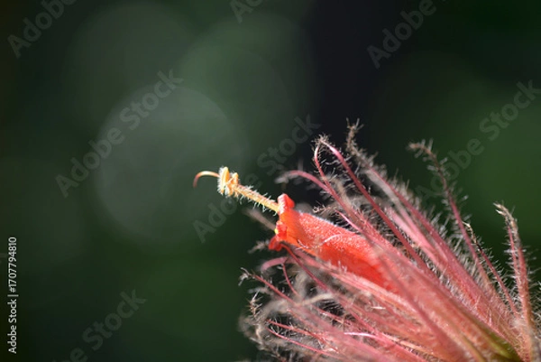 Fototapeta サンケジア・サンマルティネンシス