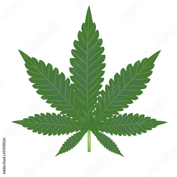 Obraz  Marijuana. Sheet hemp closeup. Narcotic. Vector illustration