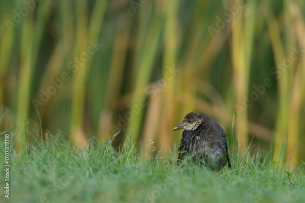 Obraz kleine Teichralle im Gras