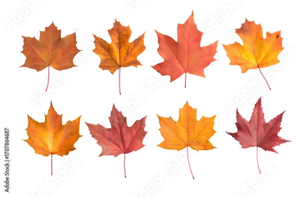 Fototapeta vibrant collection of eight autumn maple leaf isolated on white background