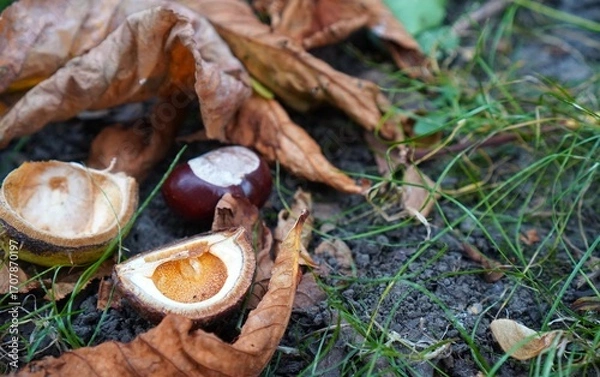 Obraz Fallen chestnuts surrounded by dry autumn leaves on the forest floor create a seasonal scene. The earthy tones and natural textures capture the essence of autumn in the wild.