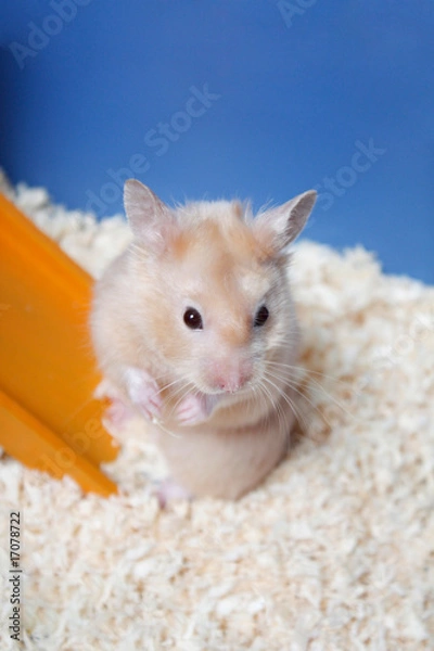 Fototapeta Hamster