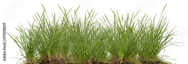 Fototapeta green fresh grass meadow isolated on white backgound