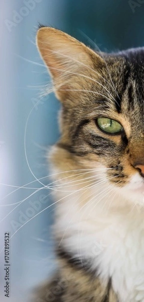 Obraz close up of a cat