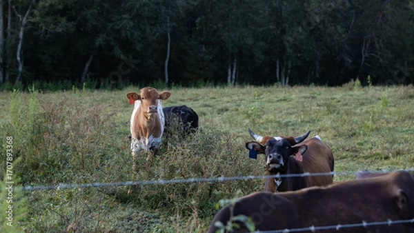 Obraz Cows in a small field.