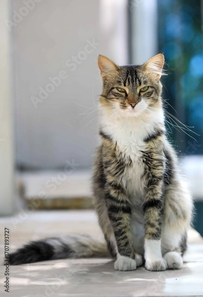 Fototapeta a noble character