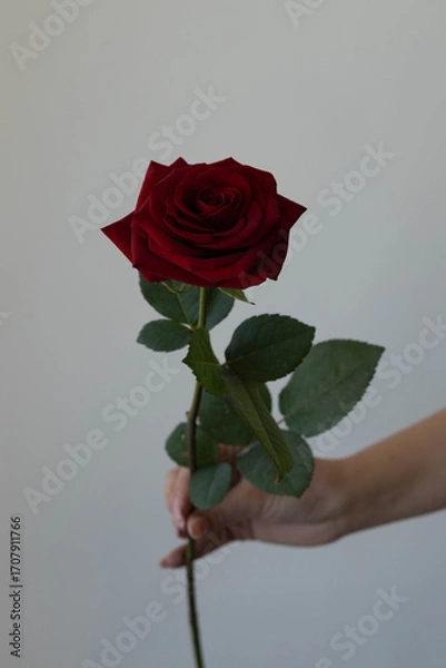 Obraz rose red flower