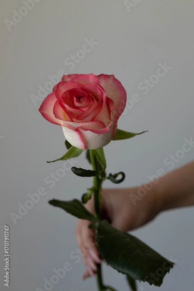 Obraz rose pink flower