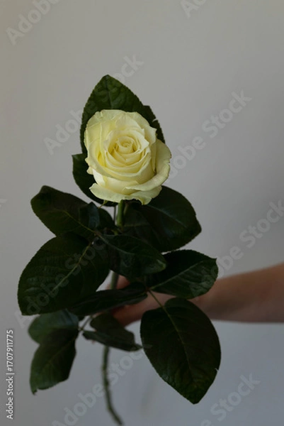 Obraz rose white flower
